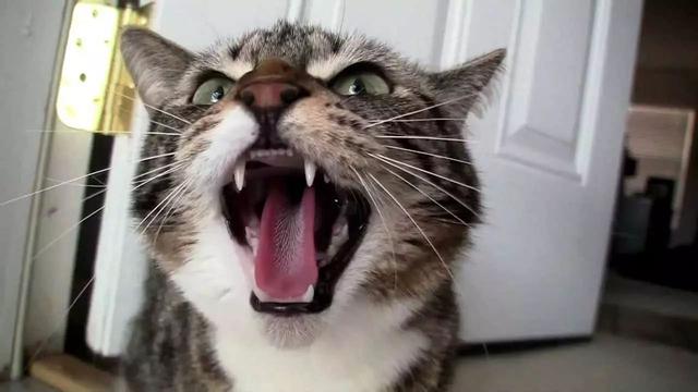 emmmmm是什么意思，emmmmm什么意思（喵叫原是猫与人沟通的独特语言）