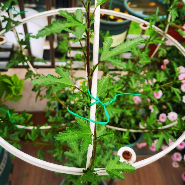 绑扎带方法，捆扎带怎么绑（打造花园里的绑扎带）