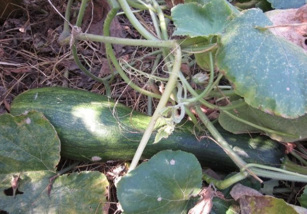 南瓜的品种常见的有几种，南瓜品种大全图片及名称（农村人最爱种植的20种“瓜”）