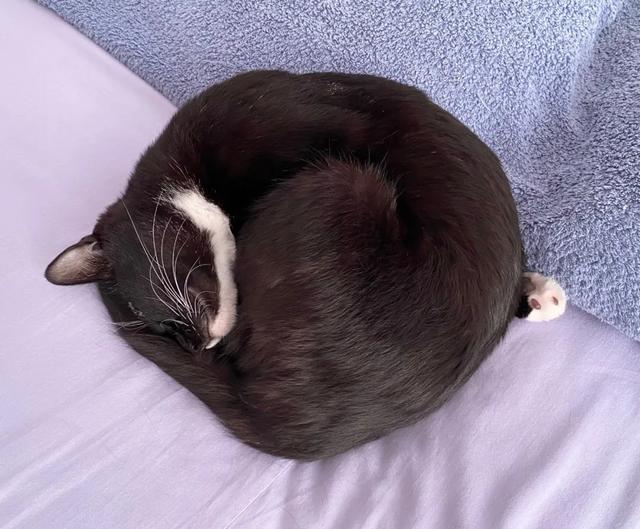 可爱表情包.抱我的小猫腿舔我的jio，微信头像，可爱表情包.抱我的小猫腿舔我的jio（却把评论区逼成了恋jio癖哈哈哈）