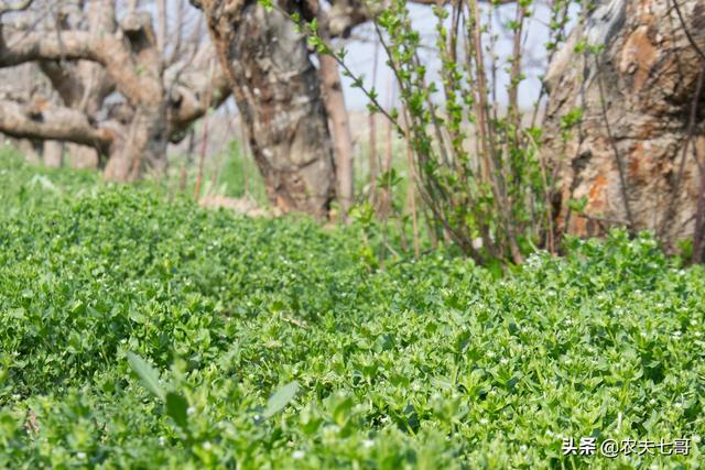 繁缕（繁缕草图片），鹅肠草保水保肥改良土壤（野草繁缕的图片）