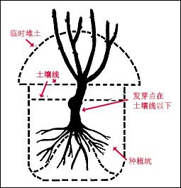 玫瑰花怎么保存，玫瑰花怎么保存时间长（掌握这几点知识要点）
