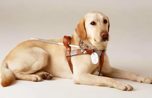 拉布拉多聪明吗，拉布拉多犬和泰迪哪个聪明（聪明的拉布拉多）