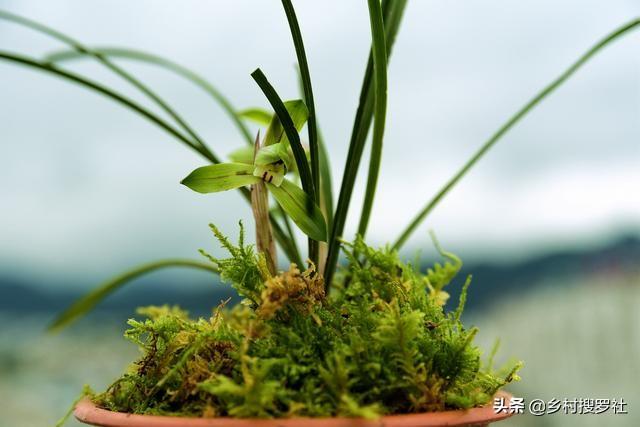 兰花几天浇一次水，新手养的兰花多久浇一次水（比磷酸二氢钾效果更好）