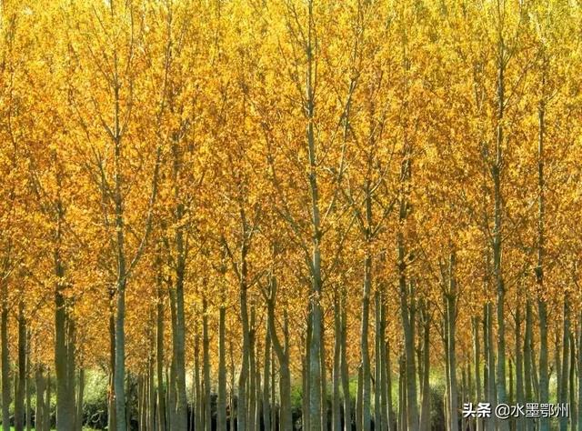 七月流火八月萑苇用了什么手法，7月流火8月萑苇（《诗经·国风》中最长的一首诗）