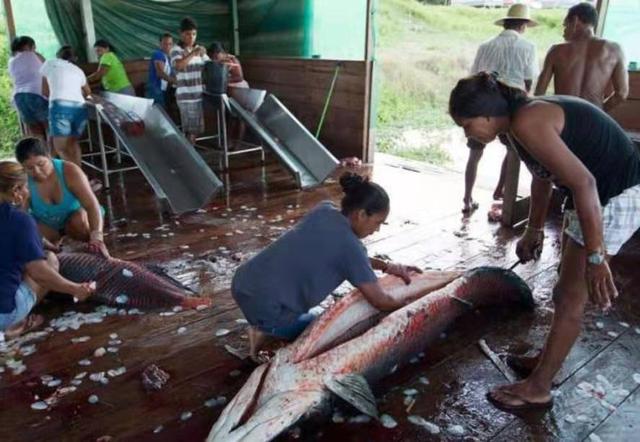 巨骨舌鱼可以养吗，巨骨舌鱼好养吗（从一亿年前游来的观赏鱼）