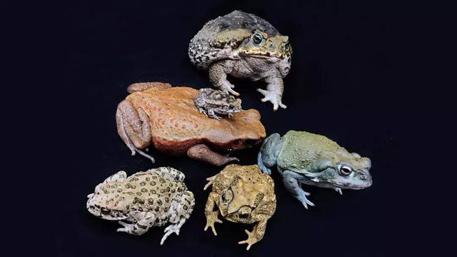 冷血动物有哪些，冷血动物有哪些特征（这个人养了上百只“冷血动物”）