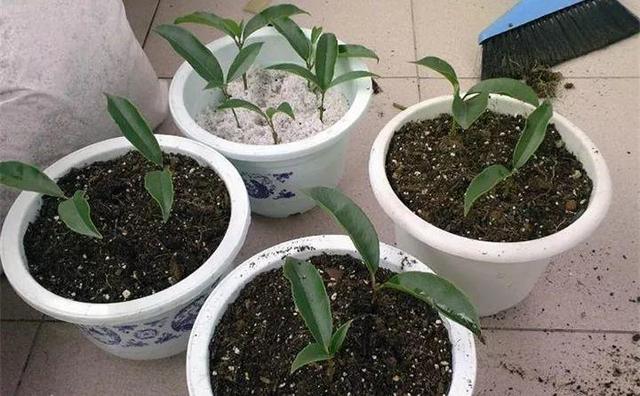 自制雾状小喷壶，自制实用喷水壶（它是扦插万能土）