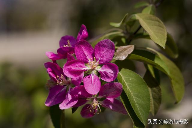 海棠花古诗美图38首