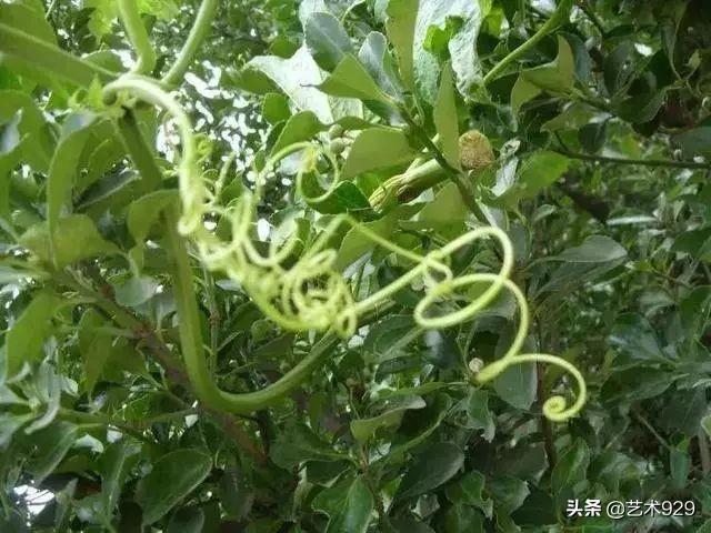 丝瓜喜欢阴还是阳，丝瓜苗喜阳还是阴（一教就会，国画丝瓜的写意画法）