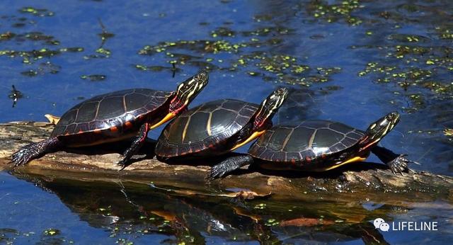 东锦龟怎样饲养，东锦龟的养殖（龟界传说级别的抗冻神仙）