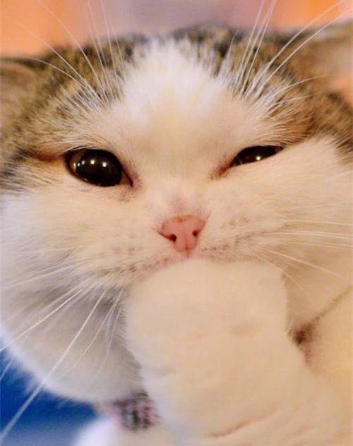 猫吃什么食物除了猫粮，小土猫吃什么食物除了猫粮（这4类食物不仅美味猫咪还能越吃越健康）