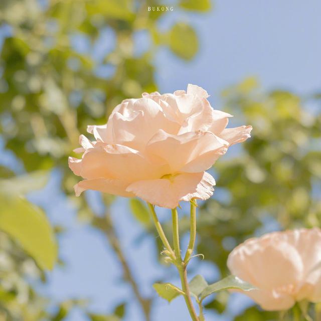 风很温柔 花很浪漫 你很特别 我很喜欢 .，微信头像，风很温柔 花很浪漫 你很特别 我很喜欢 .（唯美花朵头像，请收下）