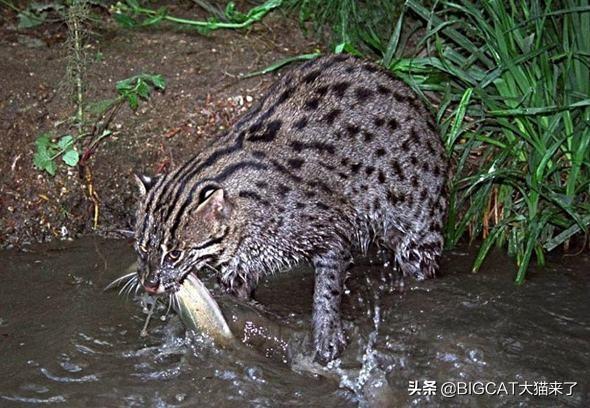 钓鱼翁钓鱼网：揭秘被誉为“水中猎手”的濒危猫科动物生存现状与保护挑战