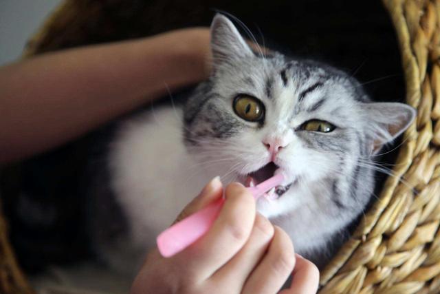 猫咪什么时候换牙，猫换牙期是什么时候（了解小猫乳齿知识当称职铲屎官）