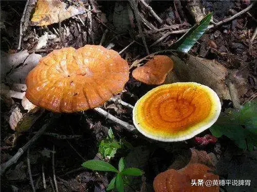 灵芝有几种颜色，灵芝有多少种类（灵芝的五色六类）