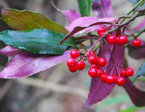 什么的凉伞，什么的凉伞填空词语（绿叶夹杂着红果子）