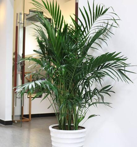 散尾葵的养殖方法和注意事项，一年四季最好养活的室内绿植（那就养盆散尾葵）