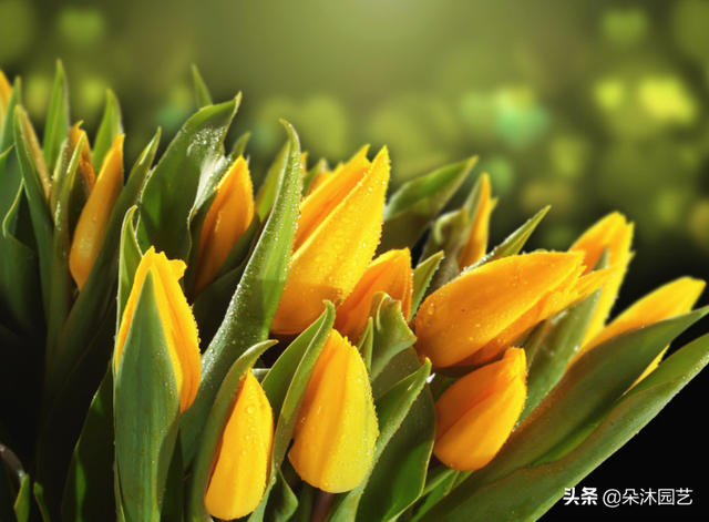 郁金香是什么颜色，郁金香代表什么（不同颜色郁金香的花语和寓意）