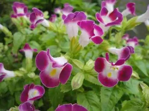 万寿菊几点开花，万寿菊的花什么时候开（这几种植物待天气暖和点撒土里）