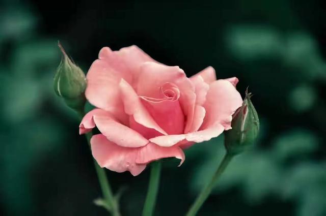 男人拖着不分手的原因，男人冷淡拖着不提分手（为什么男人不爱你）