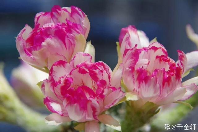 荷花的外貌特征，荷花的外貌特征怎么写（这花平时丑的没人看）