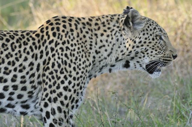 猎豹和花豹的区别，为什么猎豹不是豹（教你分辨雄豹与雌豹）