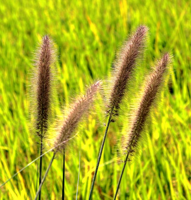 狗尾草歌词什么意思,狗尾巴草也有高光时刻(歌曲狗尾草是什么意思)