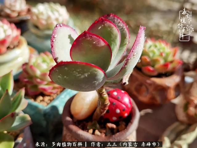 雪候鸟是什么意思，雪候鸟歌词表达什么意思（多肉于我从来不是锦上添花）