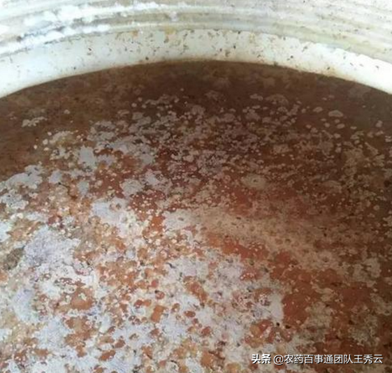 酵母是什么，酵母是什么样子的图片（合理使用增产量。壮苗壮根病害少）