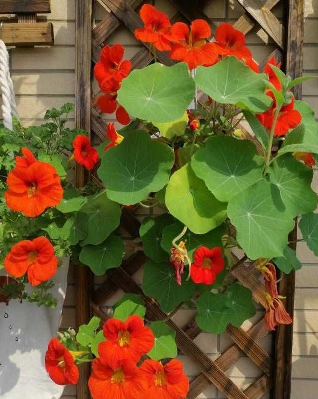 荷花怎么种家庭种植，荷花怎么种植（记住这2点）