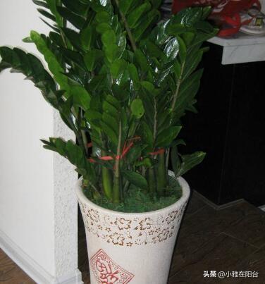 金钱树的养殖方法和注意事项，金钱树的养殖方法和注意事项是什么（记住4个小方面）