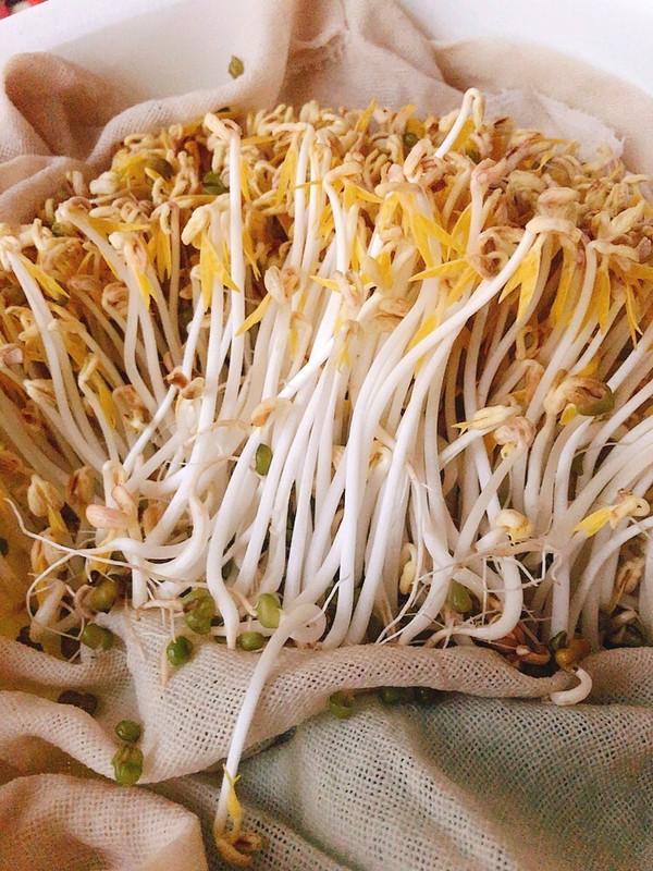 如何自种绿豆芽，怎样自己种绿豆芽（不用土壤不用肥料）