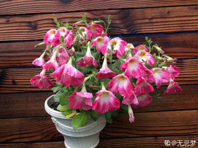 清新可爱的风铃花，漂亮风铃花（其中一个还能吃）