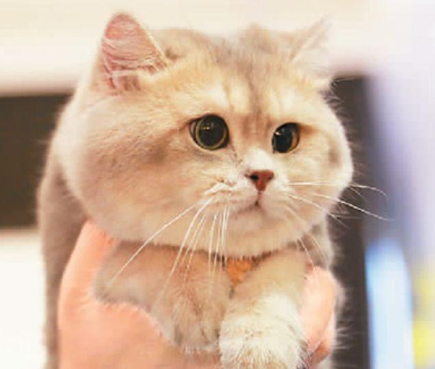猫的记忆有多久，猫咪对主人的记忆可以持续多久（猫咪会不认识自己吗）