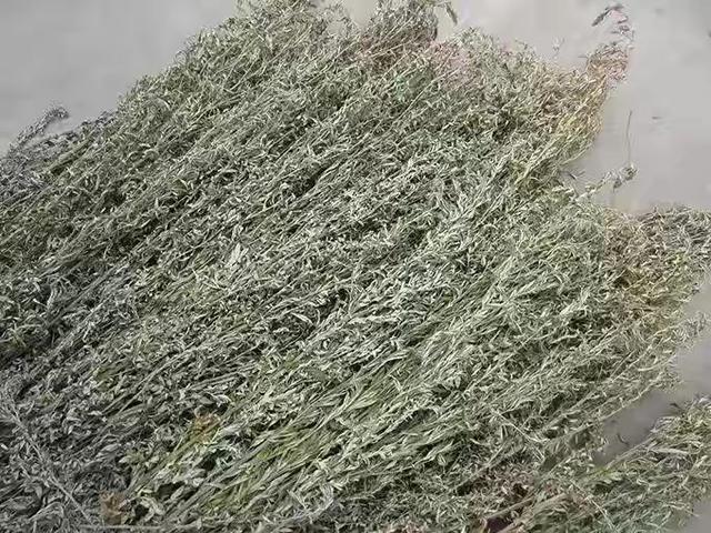 艾草能不能直接晒干，艾叶如何保存变成陈艾（农谚：家有三年艾）