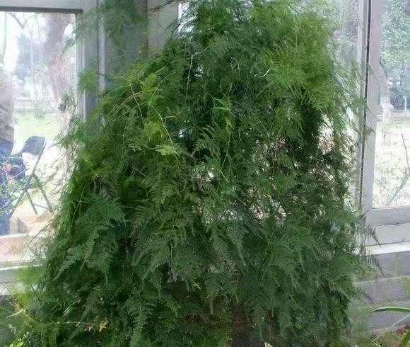 文竹怎么修剪，文竹怎么修剪成迎客松样子（文竹“修剪”有诀窍）