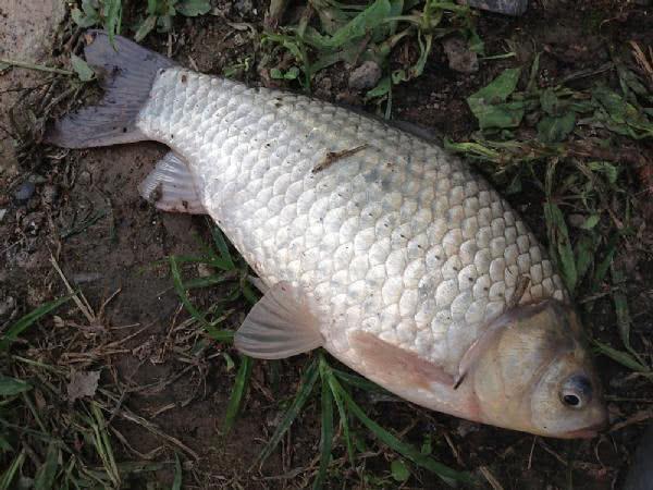 7种常见的鲫鱼品种，最好的鲫鱼是什么品种（这种头短体肥的白鲫）