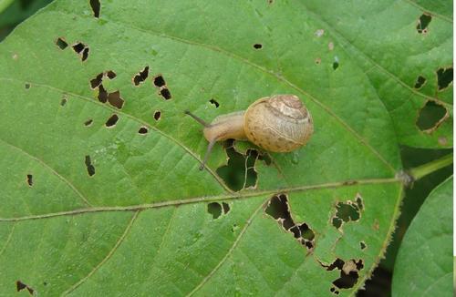 蜗牛是不是昆虫，蜗牛是不是动物（习性、防治法，3方面解析）