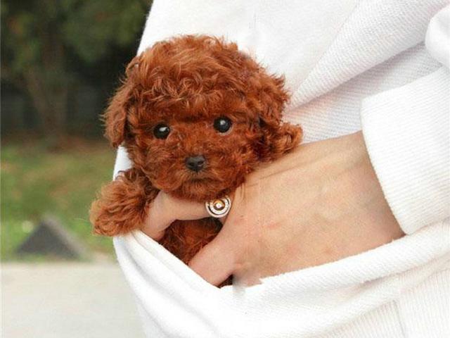 杯子狗（杯子狗寿命，爱狗狗则不应该养茶杯（杯子狗寿命多长）