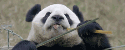 大熊猫的生活方式，熊猫的生活习性是什么（野外大熊猫有什么必杀技）