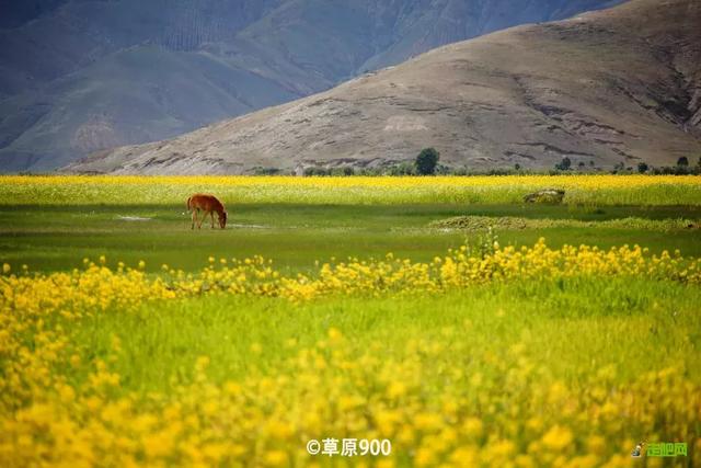 油菜花开的季节，适合家庭室内养的花与绿植（2019年全国油菜花开放时间表）