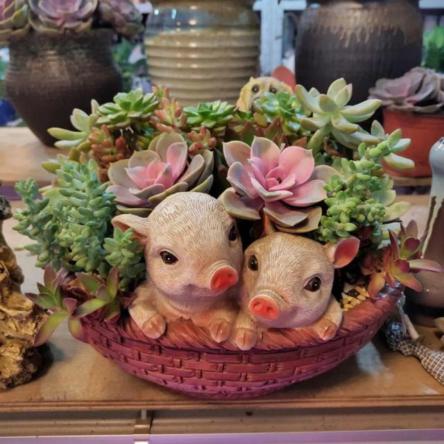 荷花最好看的品种是什么，这花最好看、最好养