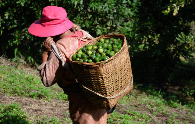 夏威夷果长什么样，原来夏威夷果是长这样的（夏威夷果：“名不副实”的坚果）