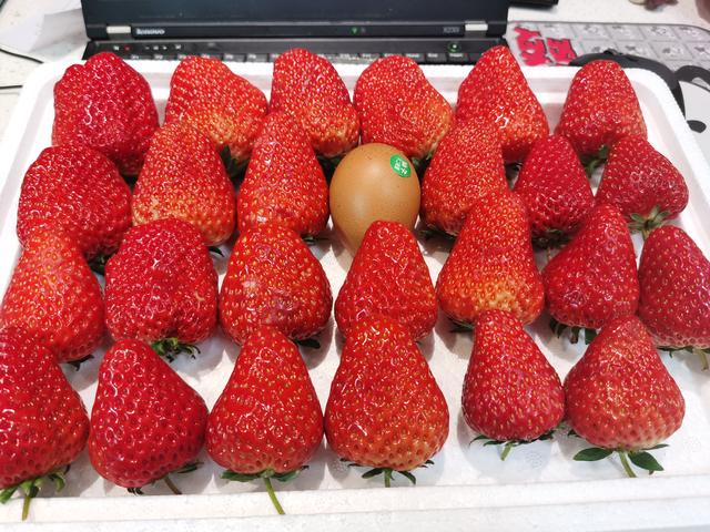 丹东99草莓是四季吗 丹东大草莓孕妇能吃吗，丹东99草莓是四季吗（怀孕可以吃丹东九九草莓吗）