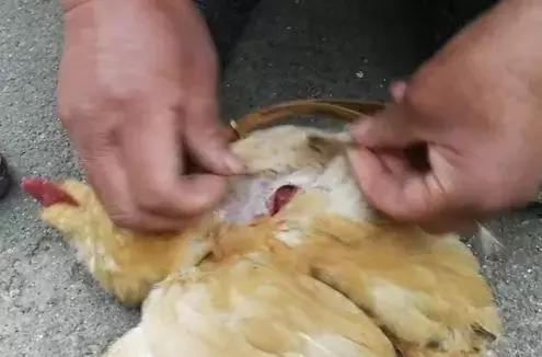 鸡子是什么，这个高薪行业即将消失（鸡子是什么器官）