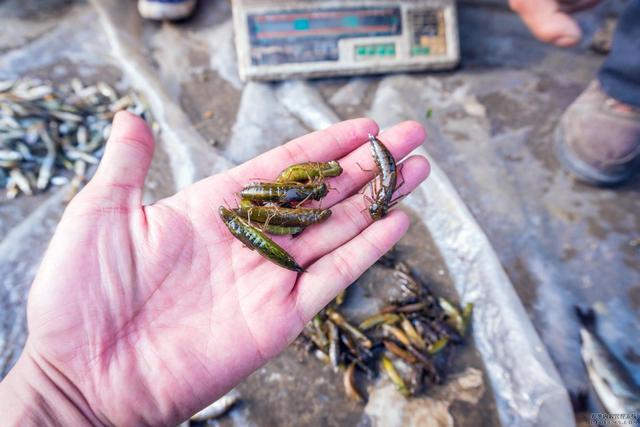 水里的小虫子叫什么，水上的小虫子叫什么（人称“吃鱼虎”危害极大）