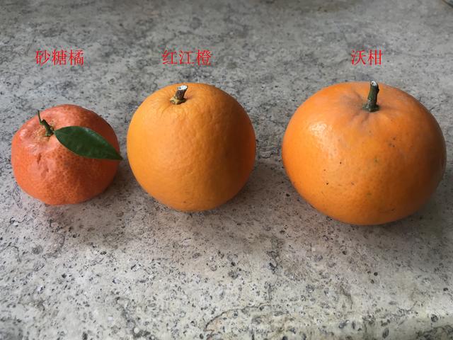 橘子和柑有什么区别，橘子和柑子的区别（柑、橘、橙的区别）