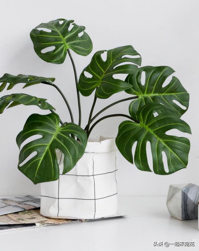 龟背竹图片，新手养龟背竹有“3忌”（龟背竹的养殖方法）