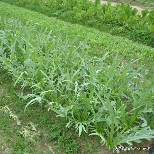 野荞麦根和乌鸡蛋煮，野荞麦根和乌鸡蛋煮水的功效（农业科普：53种野菜）